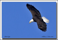 72eagle_filtered